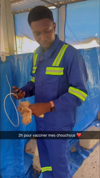 Vaccination des poussins